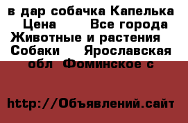 в дар собачка Капелька › Цена ­ 1 - Все города Животные и растения » Собаки   . Ярославская обл.,Фоминское с.